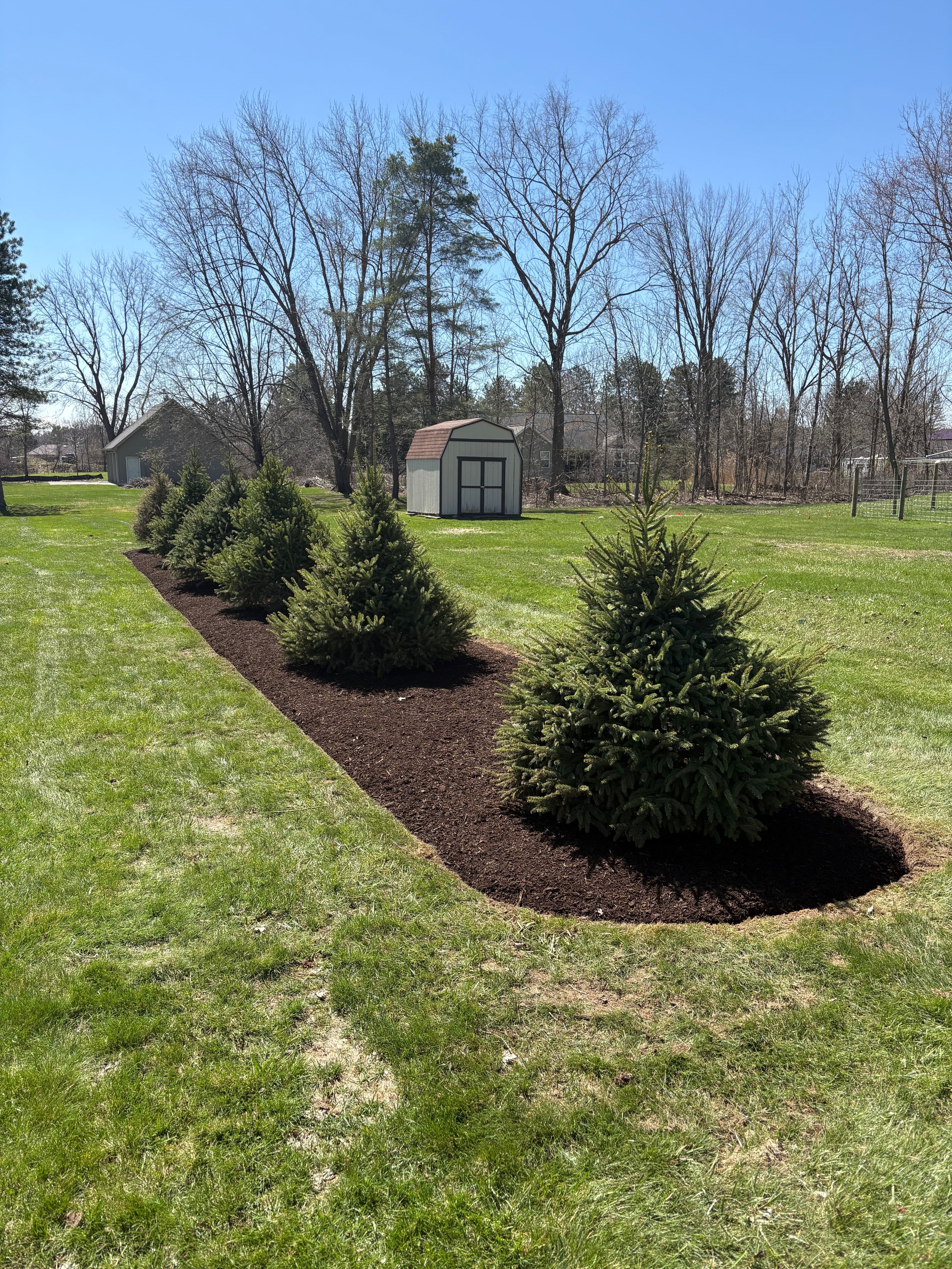 Row of spruce trees set in a fresh mulch bed — neat, tidy, and well-executed.